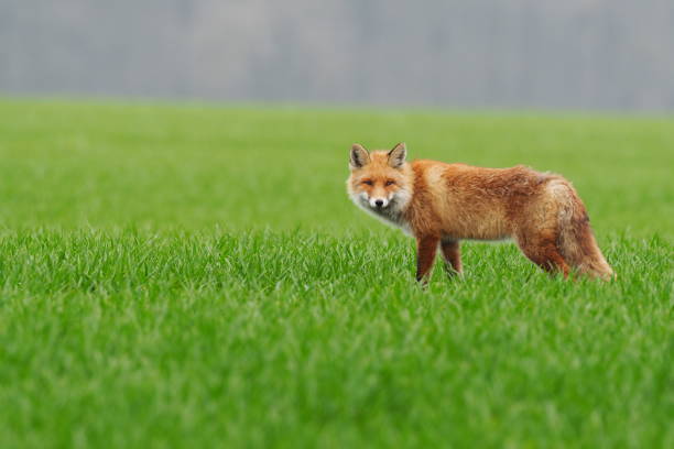 Wild animal - red fox - vulpes vulpes