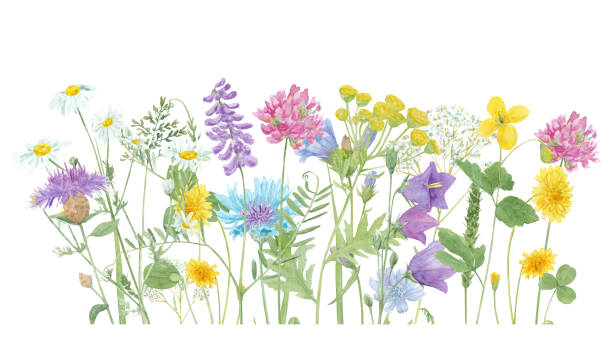 ilustraciones, imágenes clip art, dibujos animados e iconos de stock de acuarela floral frontera de verano con flores de prado salvajes y hierba aislada sobre fondo blanco - algarrobilla de monte