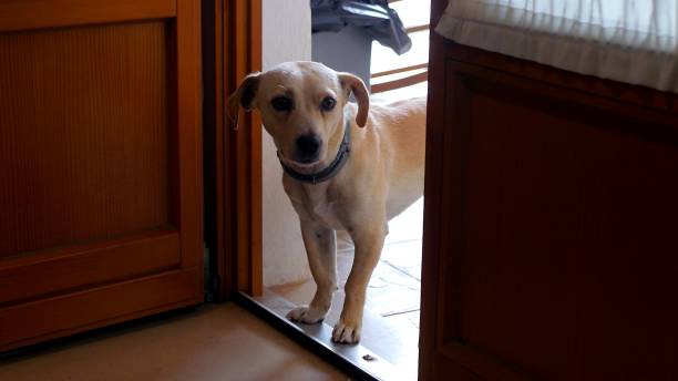 istock A dog is coming in a house 1210339503