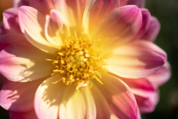 Close up capture of the centre of a blooming summer dahlia
