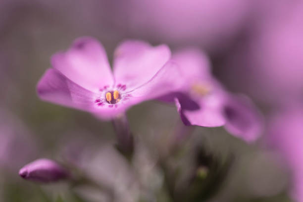 This is a close-up photo of Phlox subulata.