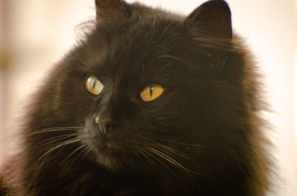 istock Portrait of a domestic cat 1210340217