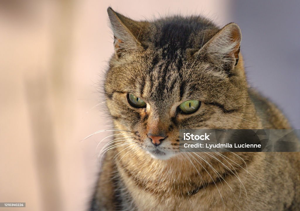 Portrait of a domestic cat Portrait of a domestic cat outside the window Animal Stock Photo