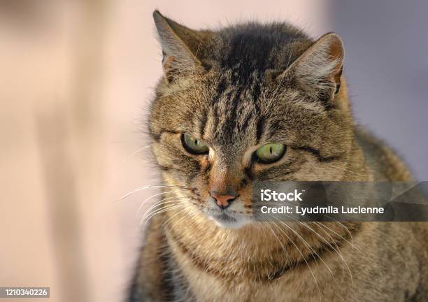 Portrait Of A Domestic Cat Stock Photo - Download Image Now - Animal, Animal Body Part, Animal Eye