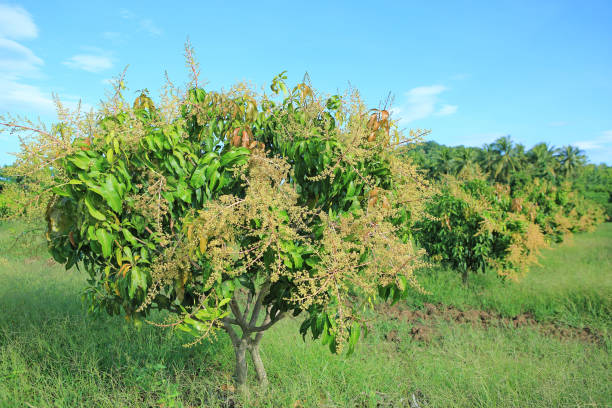 istock Mango trees in field with bunches of mango flowers. 1210340331