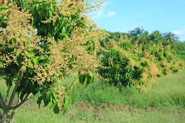 istock Mango trees in field with bunches of mango flowers. 1210340358