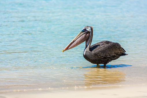 Pelican on Beach