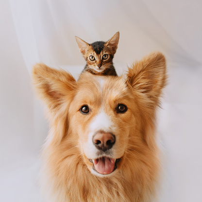 perro de raza mixta feliz posando con un gatito en la cabeza photo