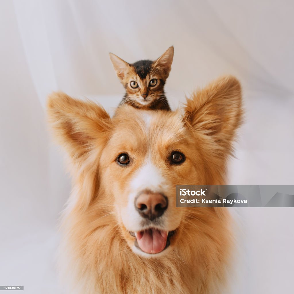 happy mixed breed dog posing with a kitten on his head happy mixed breed dog portrait with a kitten on his head Dog Stock Photo