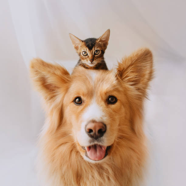 happy mixed breed dog posing with a kitten on his head stock photo