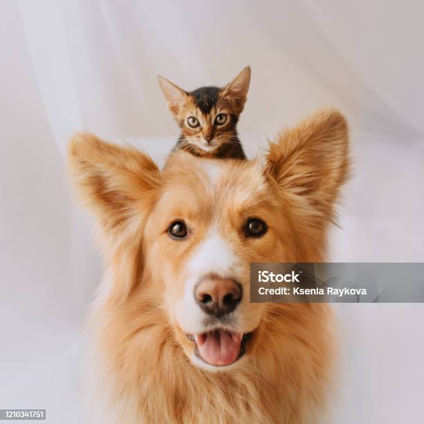 Happy Mixed Breed Dog Posing With A Kitten On His Head Stock Photo - Download Image Now