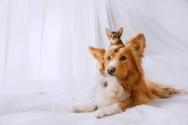 istock mixed breed dog posing with a kitten and rabbit indoors 1210342288