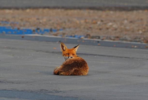 stadt- fuchs giace sull'asfalto a prenzlauer berg - in der stadt foto e immagini stock