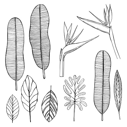 Hand drawn tropical plants. Leaves and flowers.Vector sketch  illustration.