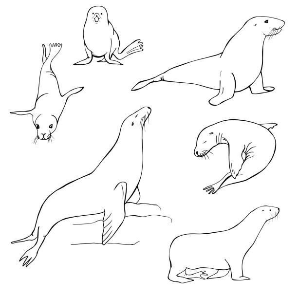 Hand drawn sea lion. Vector   illustration. Hand drawn sea lion. Vector sketch  illustration. sea lion stock illustrations