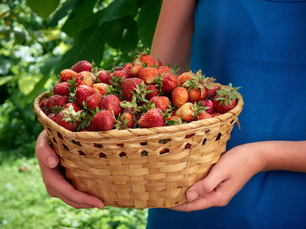 istock Woman holding strawberry in hands. 1210342894