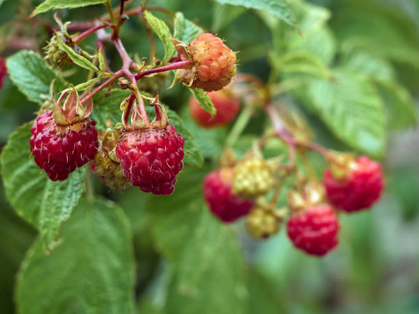 istock Berries raspberries in garden. 1210342935