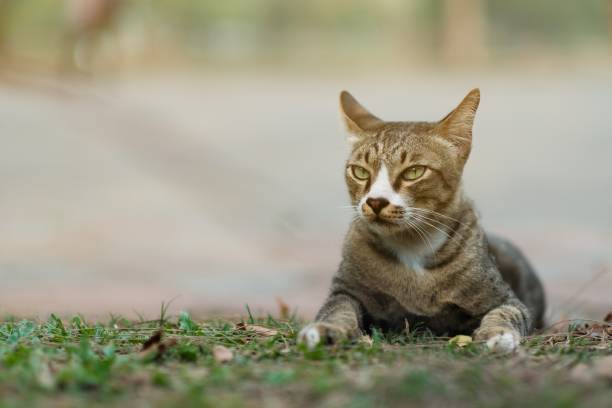 istock A cat looking for something in the garden 1210343336