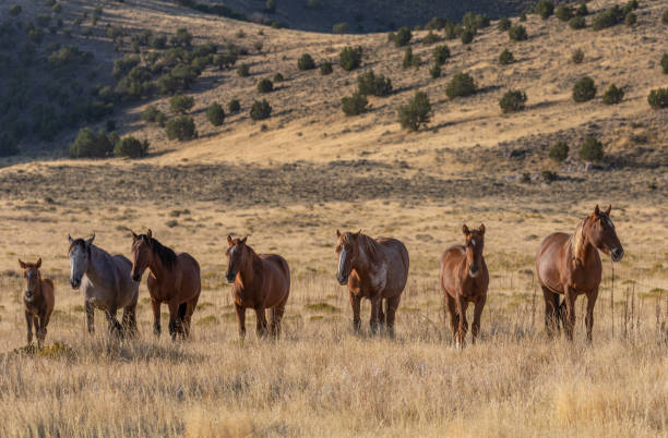 istock Wild Horses in Fall in the Utah Desert 1210344224