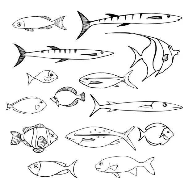 Vector illustration of Sea fish. Vector sketch  illustration.