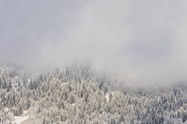 istock Coniferous forest in the mountains covered with snow and covered with clouds 1210344830
