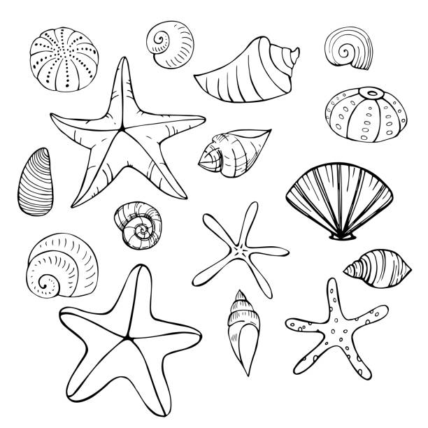 ilustrações, clipart, desenhos animados e ícones de estrela-do-mar e conchas. ilustração vetorial. - estrela do mar