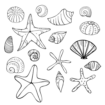 Starfish and seashells. Vector sketch  illustration.