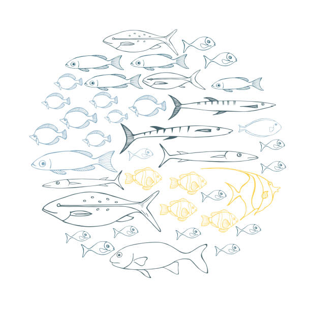 ilustrações, clipart, desenhos animados e ícones de peixe marinho. ilustração do esboço do vetor. - sub sea