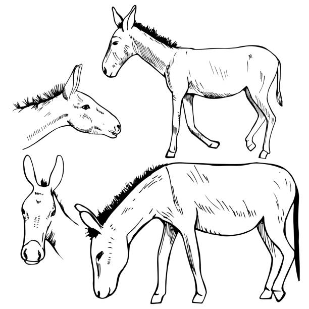 ilustraciones, imágenes clip art, dibujos animados e iconos de stock de burro dibujado a mano. ilustración de boceto vectorial. - mulish