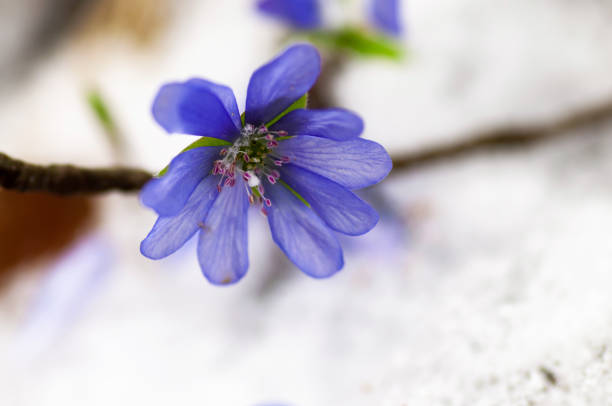 Blue Hepatica nobilis flower sticking out of the snow in forest.