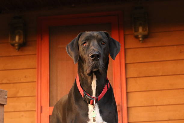 retrato de um belo cão preto grande dinamarquês com uma casa cor de ferrugem ao fundo - 4758 - fotografias e filmes do acervo