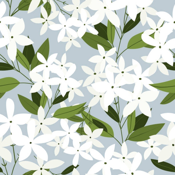 Floral ornament seamless pattern of beautiful jasmine flowers with leaves on gray background. Design for fabrics, web,textiles, paper. Vector illustration. Floral ornament seamless pattern of beautiful jasmine flowers with leaves on gray background. Design for fabrics, web,textiles, paper. Vector illustration. jasmine stock illustrations