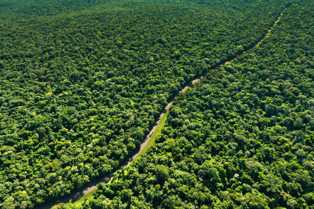 vista aerea di una strada nel mezzo della giungla, brasile - middle of the road immagine foto e immagini stock