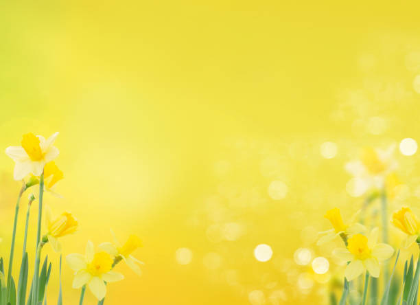 istock Narcissus in vase 1210349522