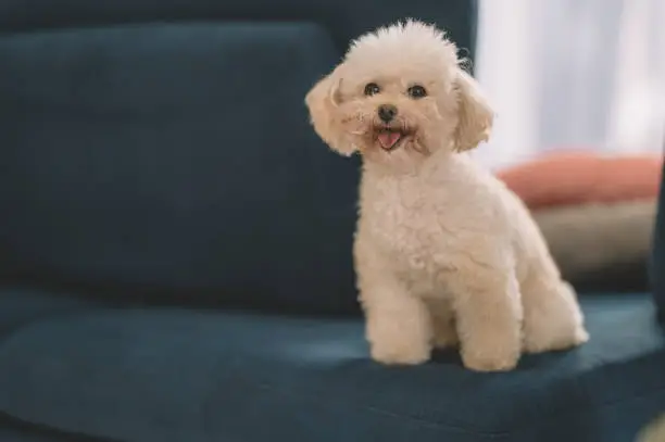 Photo of a cute toy poodle looking at camera smiling