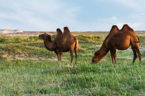 istock Camels grazing in the sunset 1210350846
