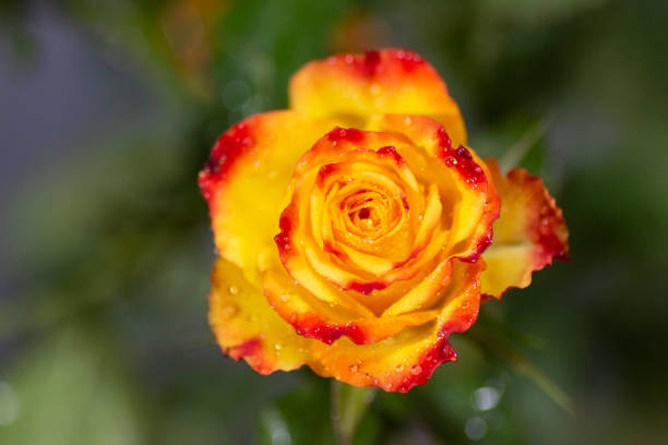 Yellow-red rose close-up in full face.