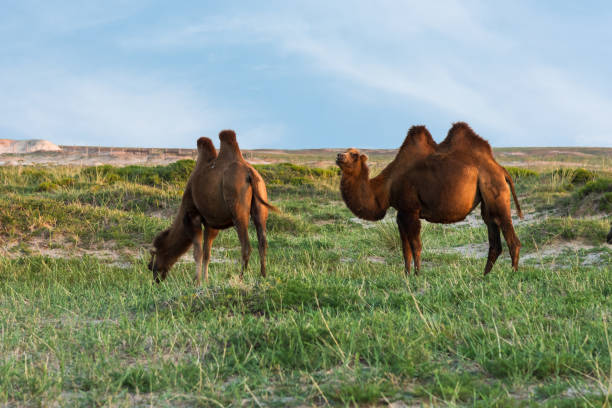 istock Camels grazing in the sunset 1210351946