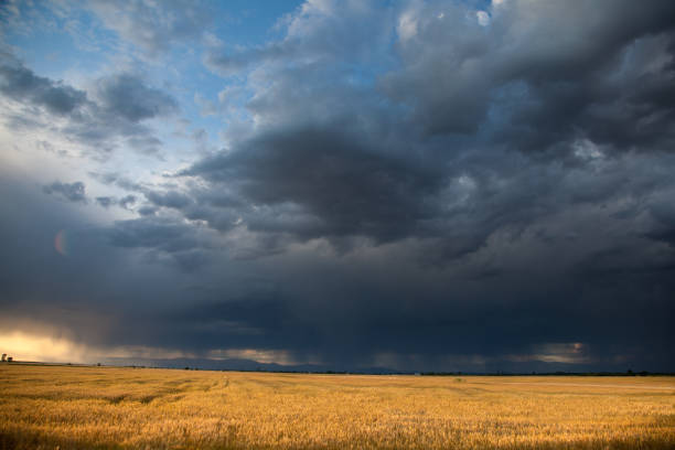 pole pszenicy z nadchodzącą burzą - storm wheat storm cloud rain zdjęcia i obrazy z banku zdjęć