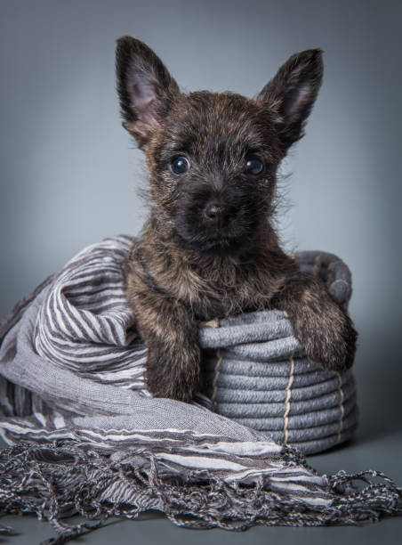 3,338 Mating Dog Activity Animal Stock Photos, Pictures & Royalty-Free Images - iStock 3,338 Mating Dog Activity Animal Stock Photos, Pictures & Royalty-Free Images - iStock