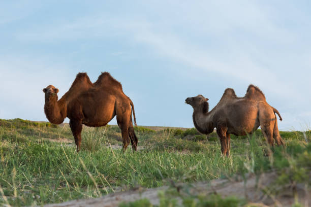 istock Camels grazing in the sunset 1210356493