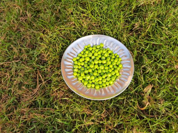 Fresh Green peas Grain on The plate in green grass background.