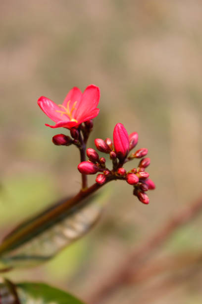 istock A picture of flowers 1210357516