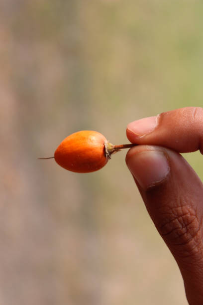 istock A picture of fruit 1210359351