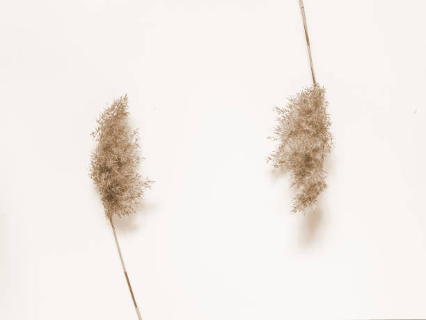 istock Dry beige reed on a white wall background. Beautiful nature trend decor. Minimalistic neutral concept. Frame 1210359456