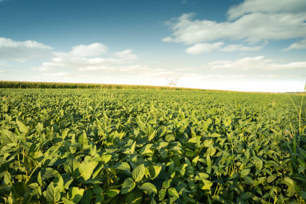 istock field of soybeans 1210360792