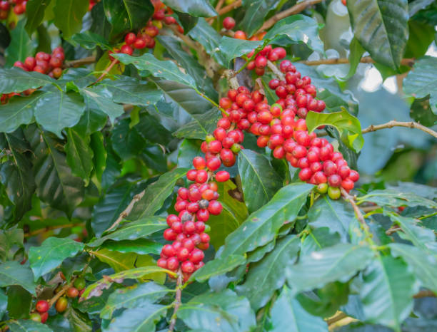 istock Close-up of coffee beans fruit on tree in plantations. 1210361032
