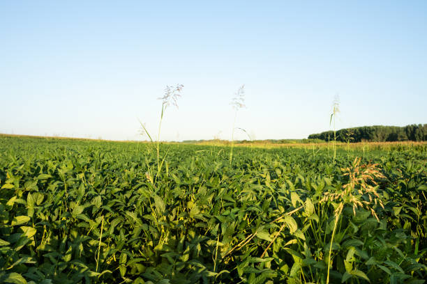 istock Green ripening soybean field 1210361065