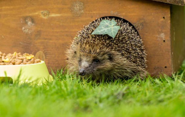 Hedgehog, wild, native, European hedgehog leaving hedgehog house in early Spring time.  Bowl of food to the left. stock photo