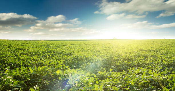 istock healthy green mid-season soybean field 1210362913